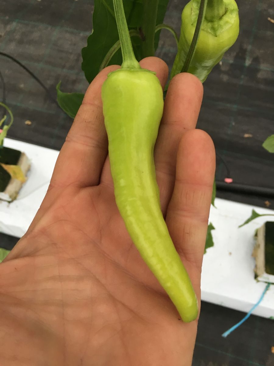 Bağcı Çarliston - chili - 200 gram