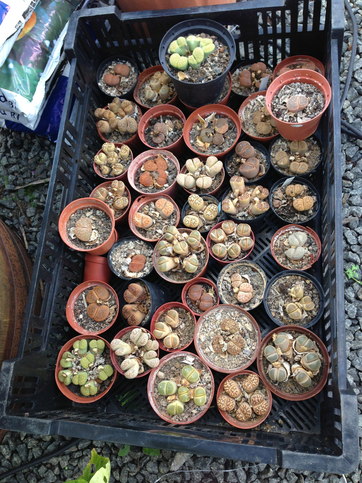 Levende sten - Lithops - Stor