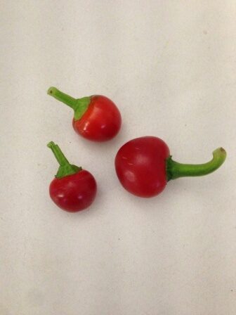Aji Cereza - C. annuum