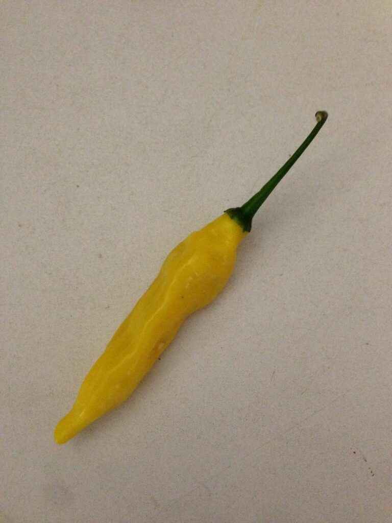 Aji Lemon - Citron Chili - Plante