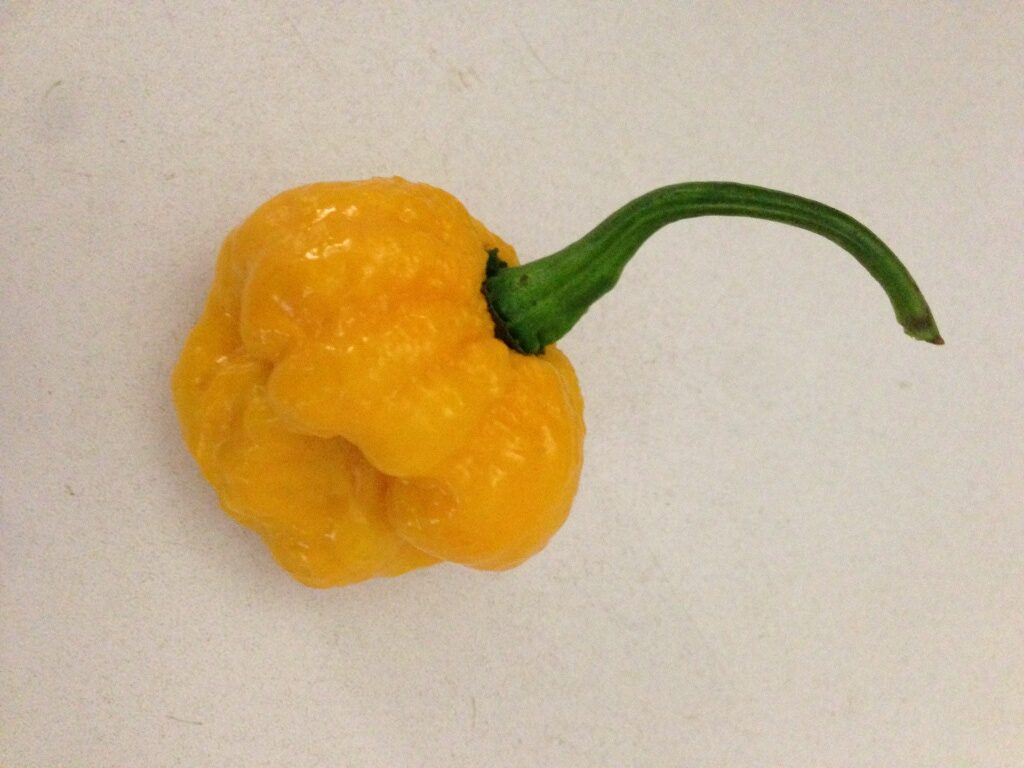 7 Pot Yellow – C. chinense