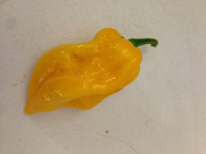 Trinidad Scorpion Orange - C. chinense