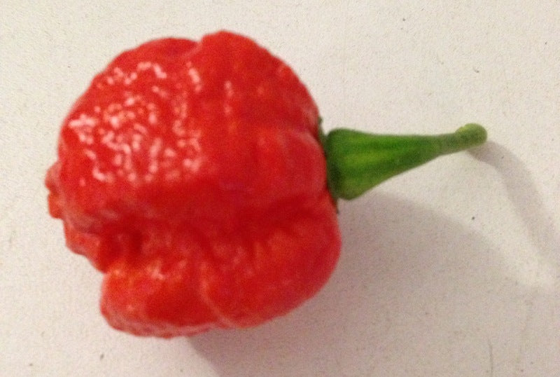 7 Pod Jonah strain – C. chinense