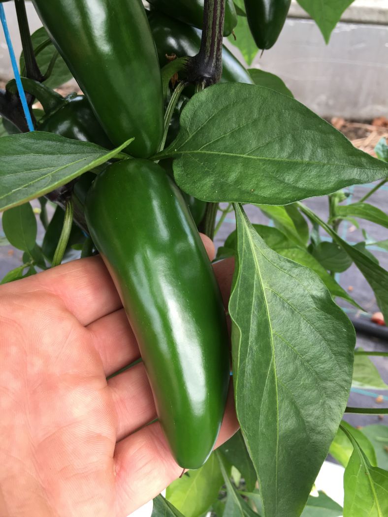 Jalapeño - C. annuum
