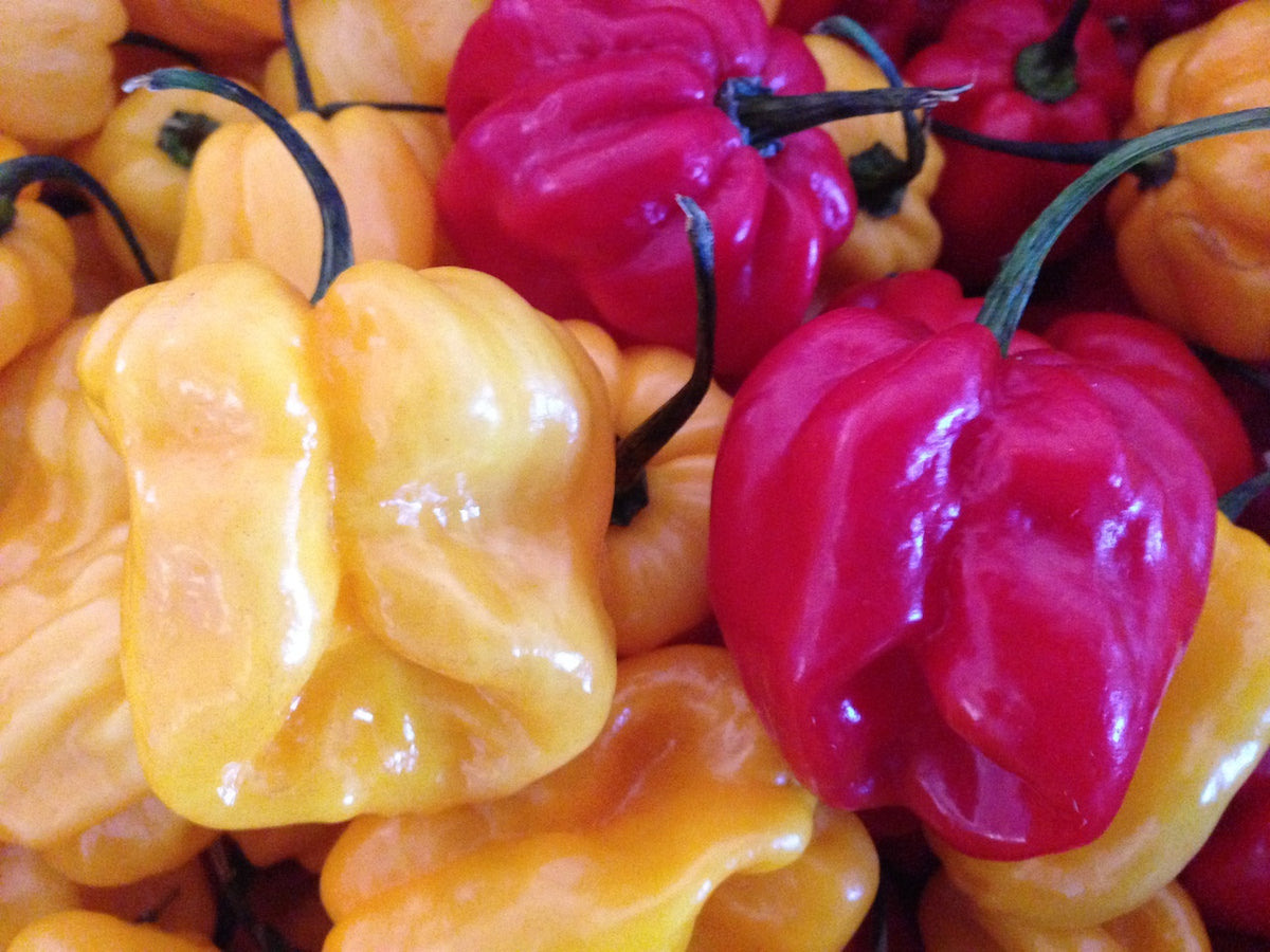 Habanero mix - Friske frugter