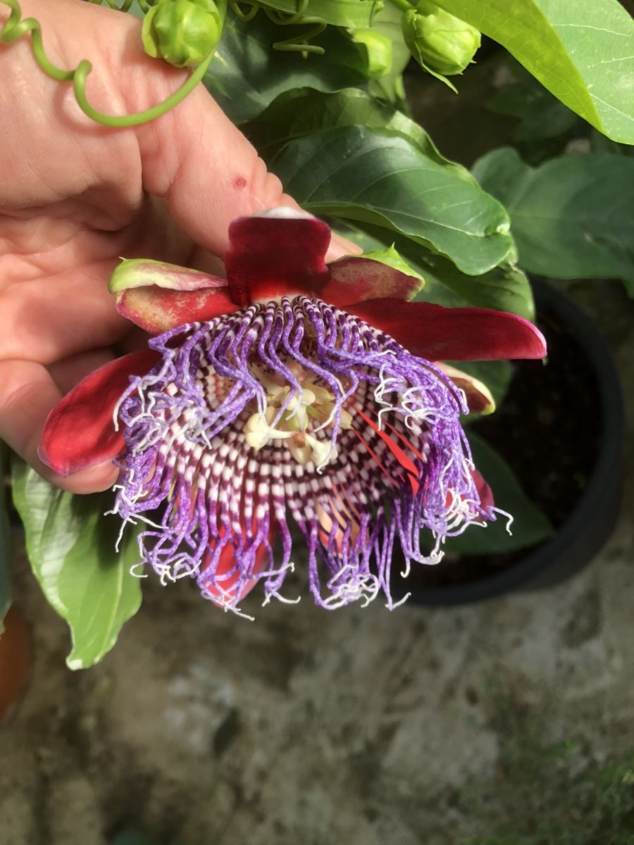 Passiflora decaisneana