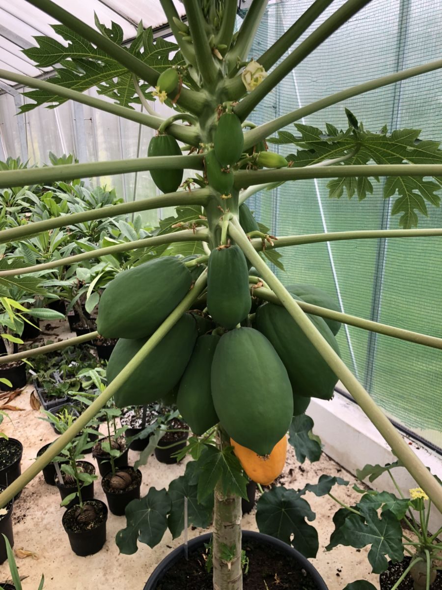 Papaya - Carica papaya 'Rwanda Giant'