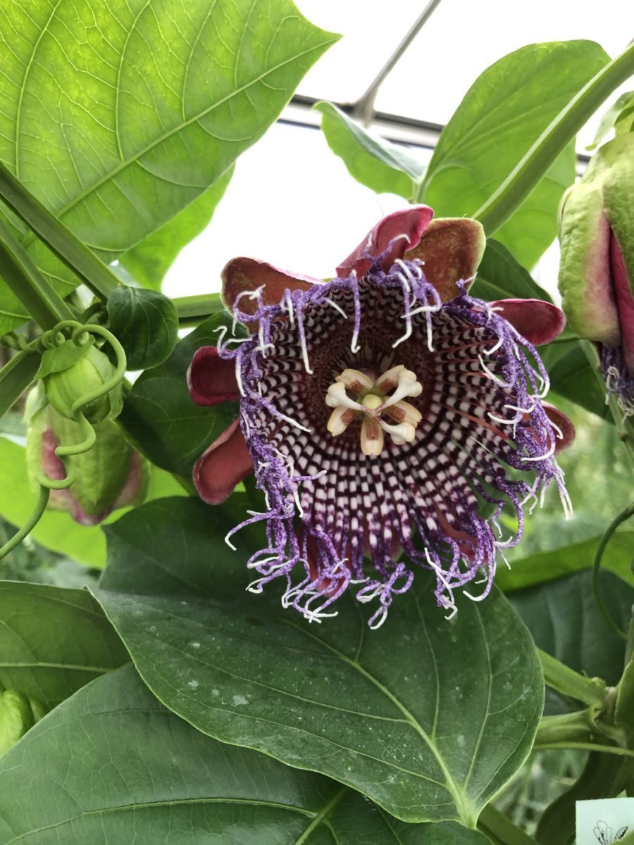Passiflora x decaisneana