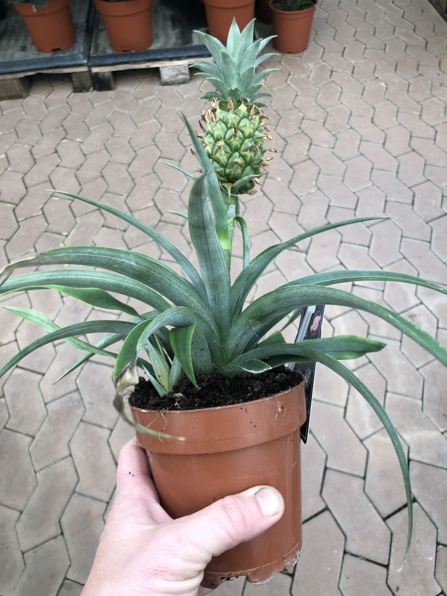 Mini Ananas - Comosus variegatus - Plante