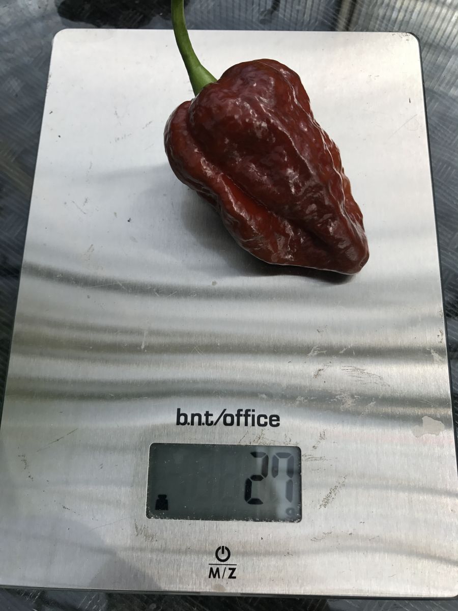 Chocolate Bhutlah - Plante