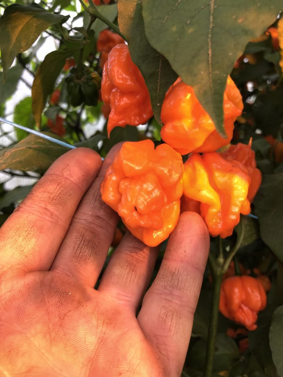 Bhut Orange Copenhagen -  'Flower Shape' - C. chinense