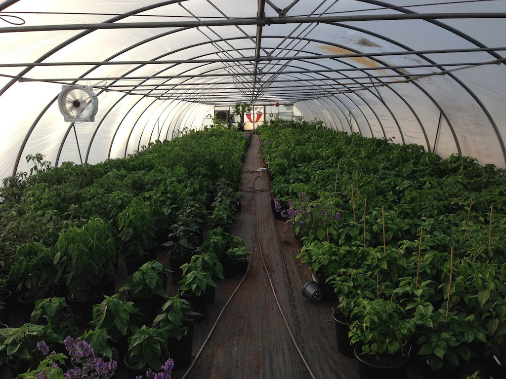 Chiliplante MIX - 3 stk