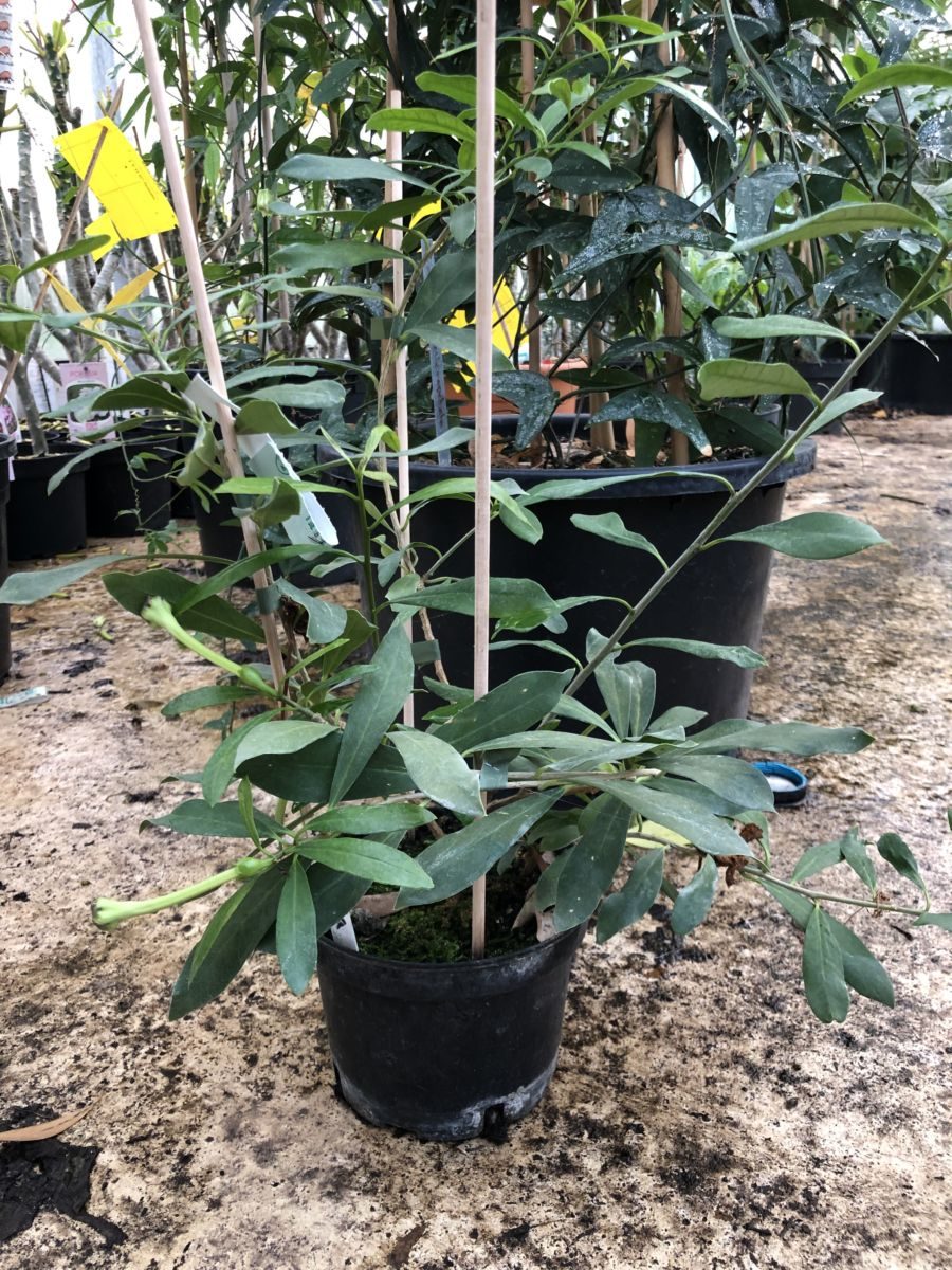 Brunfelsia nitida - Hvide blomster - Plante