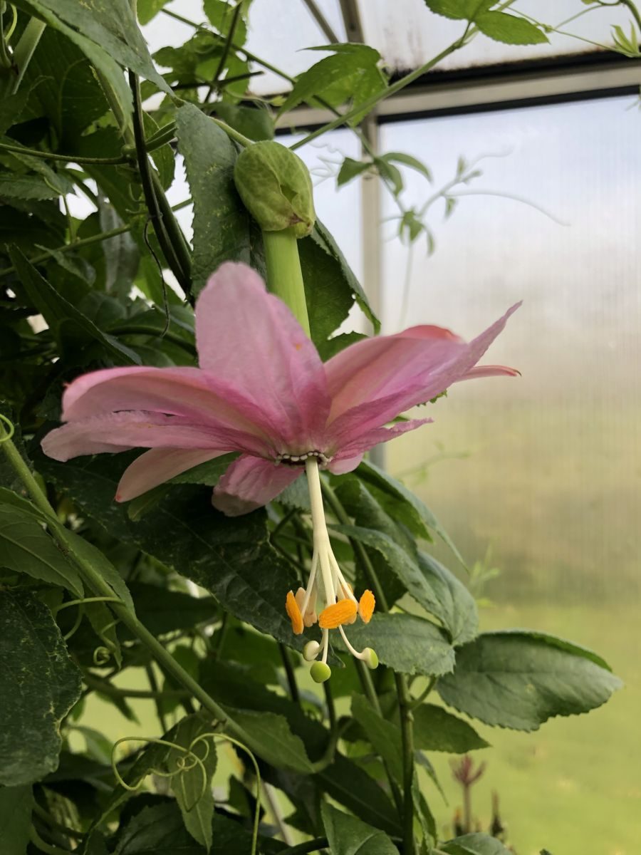 Passiflora mollissima