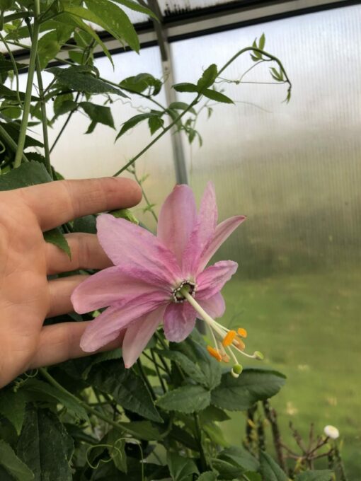 Passiflora Coactilis