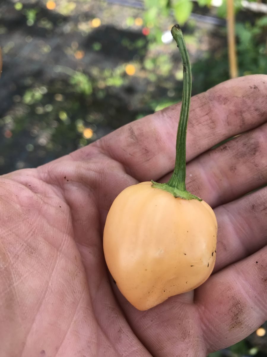 Aji Fantasy Peach - Friske frugter