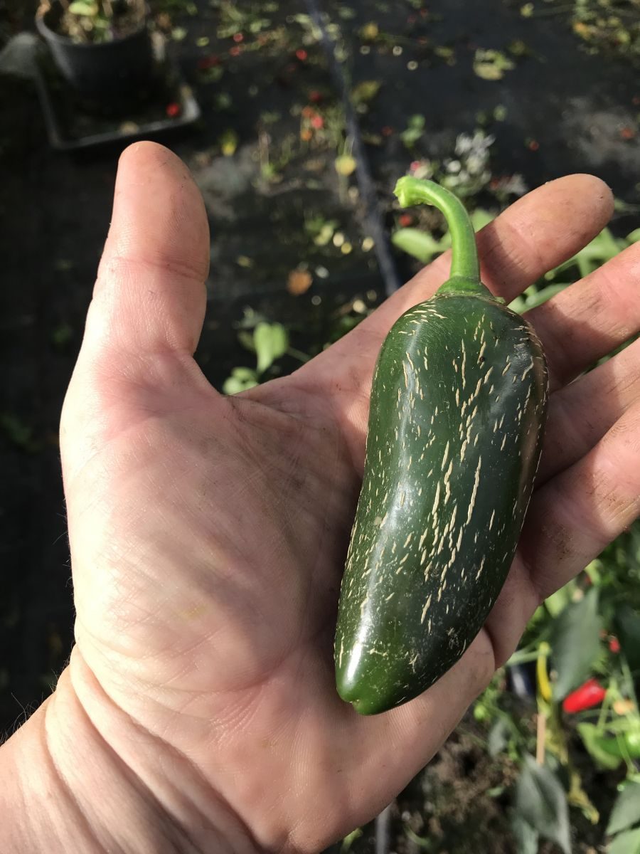 Telica - C. annuum