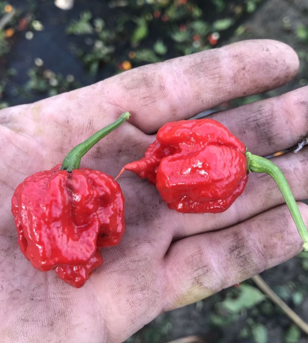 Carolina Reaper - C. chinense