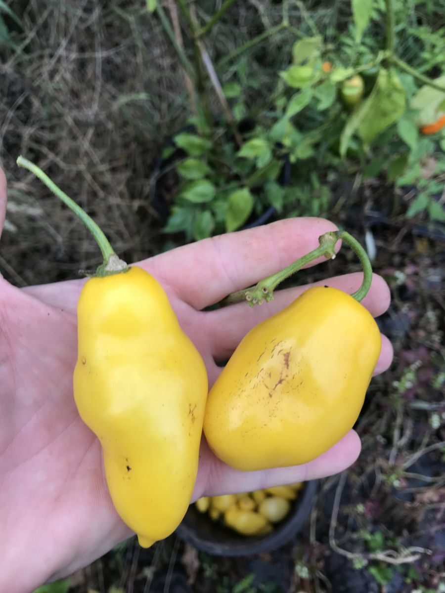 Rocoto Guatemala Yellow - C. pubescens