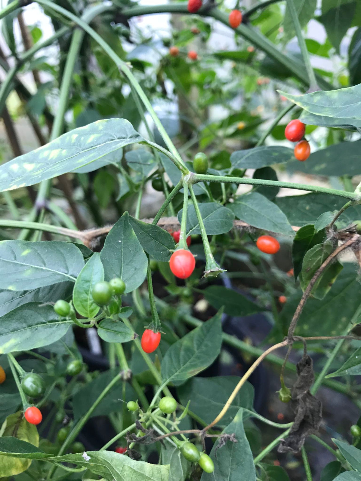 Capsicum galapagoense - Vild Chili