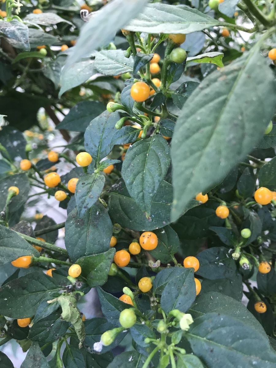 Aji Charapita - C. chinense