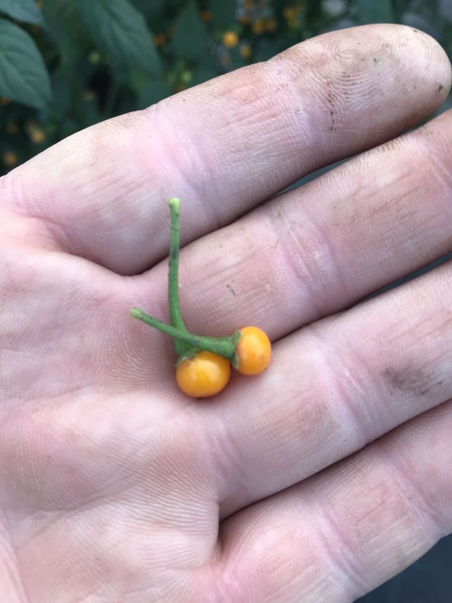 Aji Charapita - plante