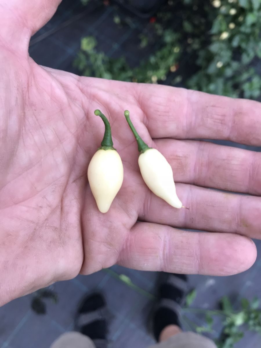 Chupetinho White - plante