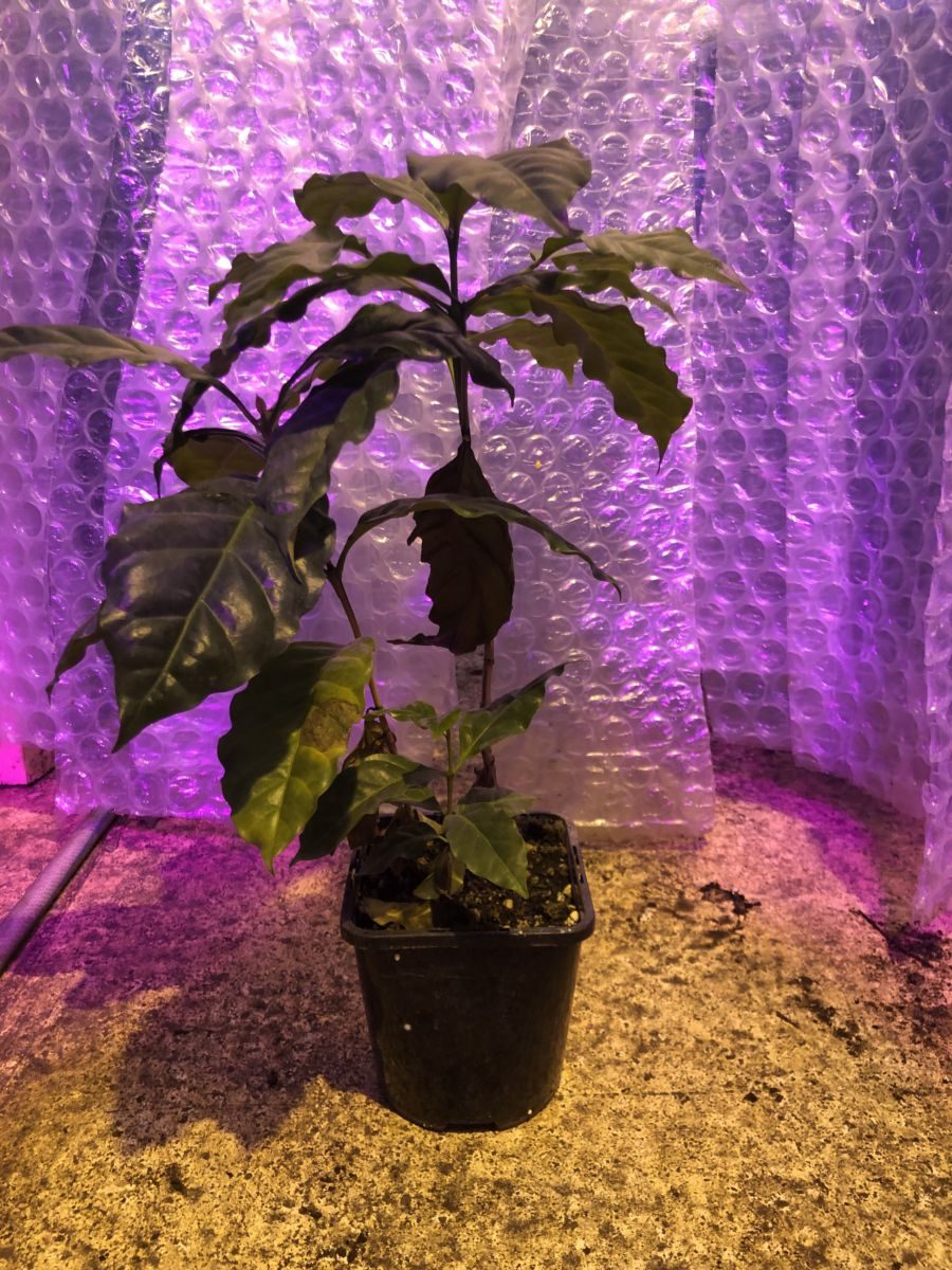 Kaffeplante - C. arabica - Plante