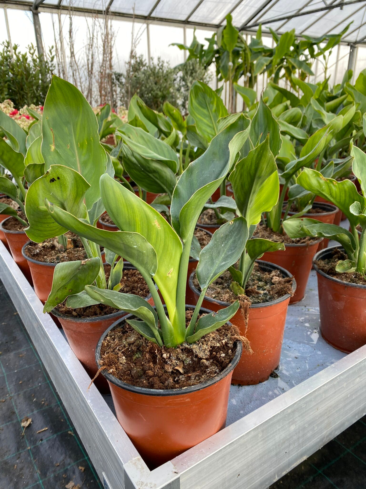 Strelitzia regina - Bird of Paradise - Plante