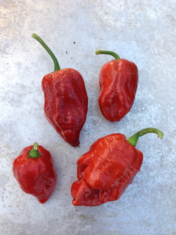 Brown Bhutlah -  EU-str. - Plante