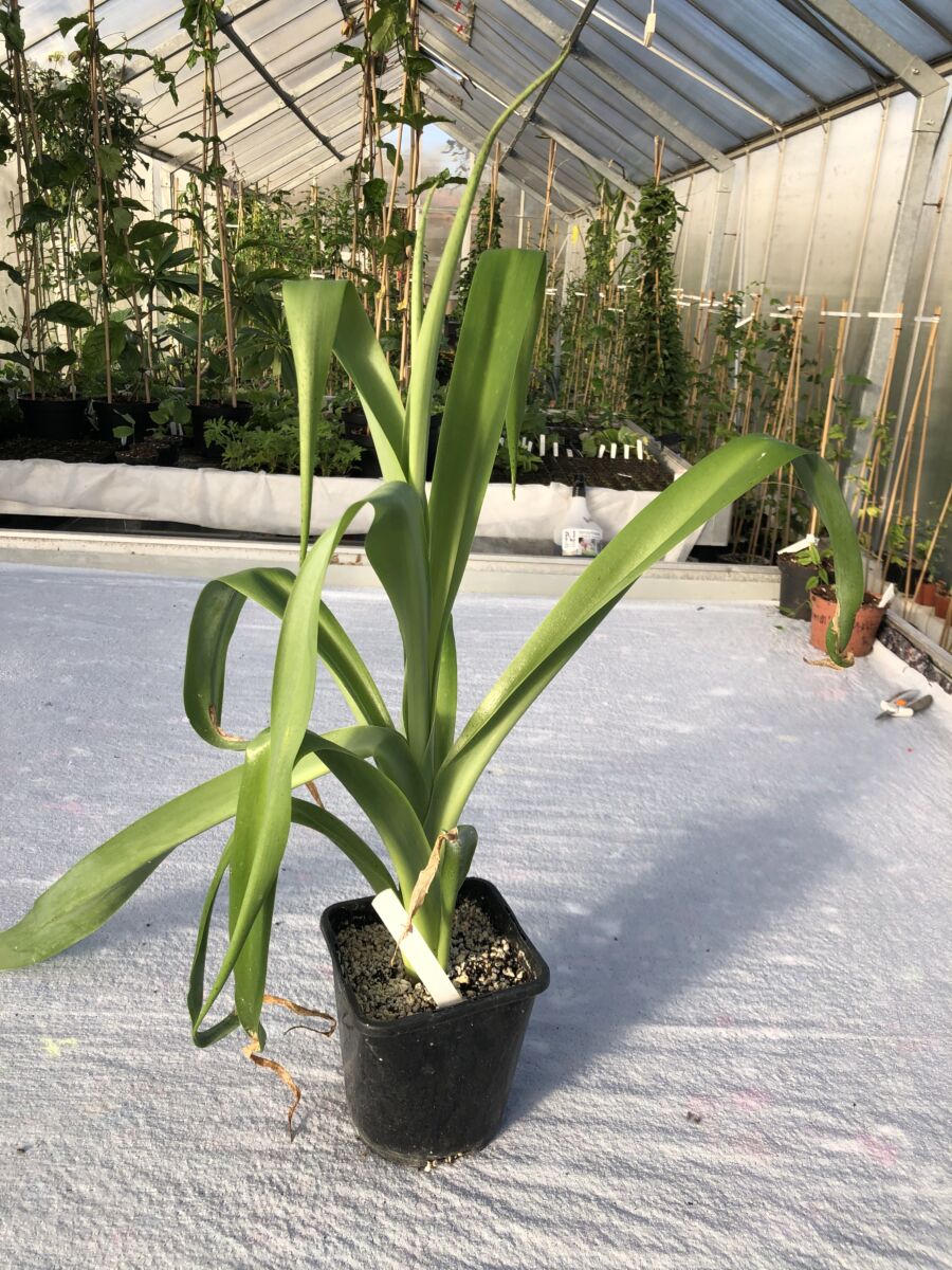 Scilla madeirensis - Plante