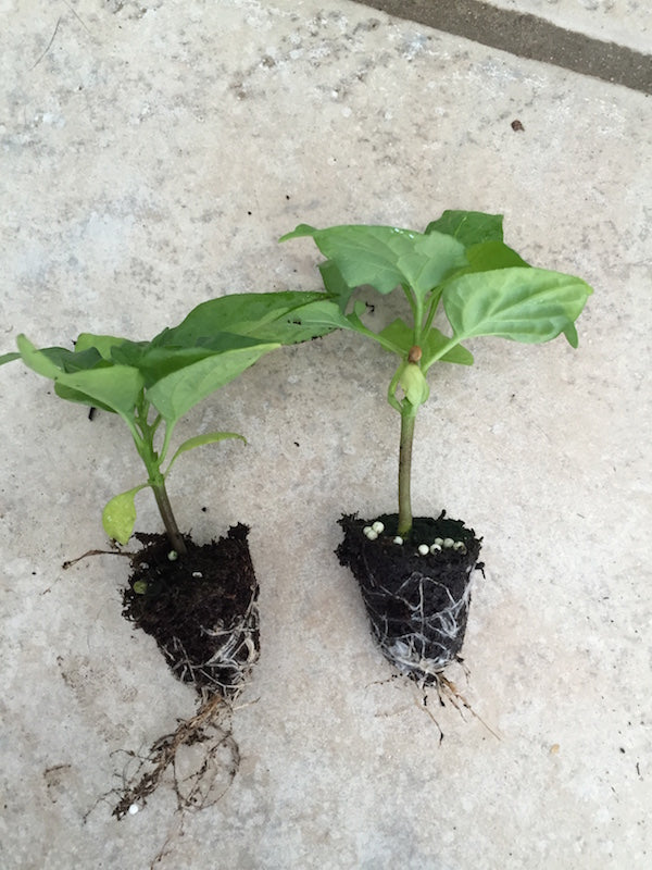 Bhut Orange Copenhagen - 5 stk 'plugs'