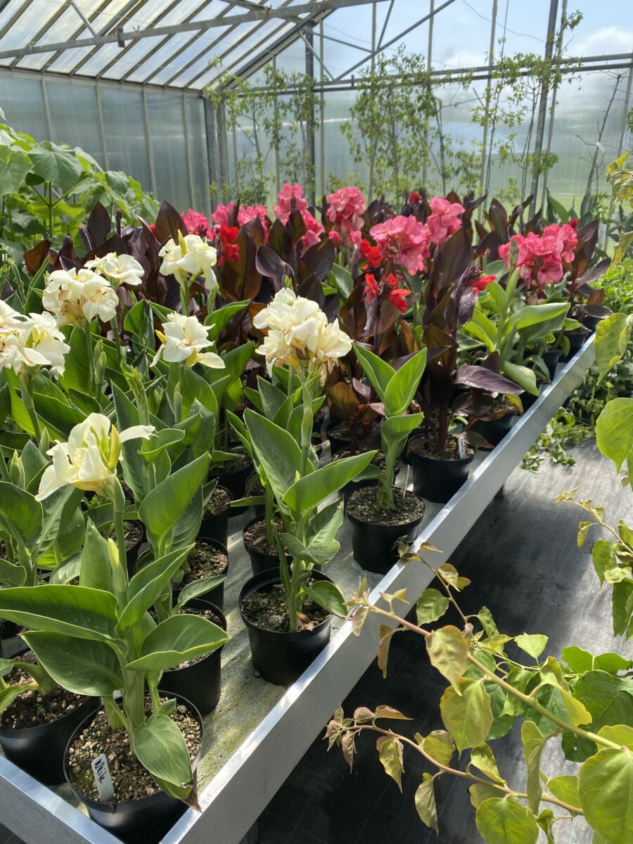 Canna - Plante