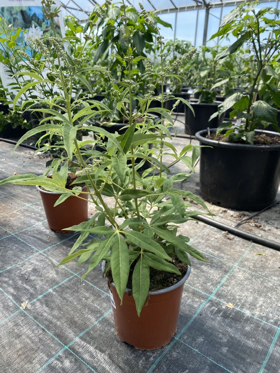 Kyskhedstræ Hvid - Vitex agnus castus alba - Plante