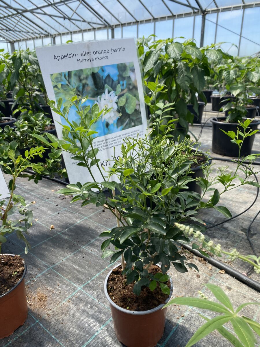 Appelsin eller Orange Jasmin - Murraya exotica - Plante