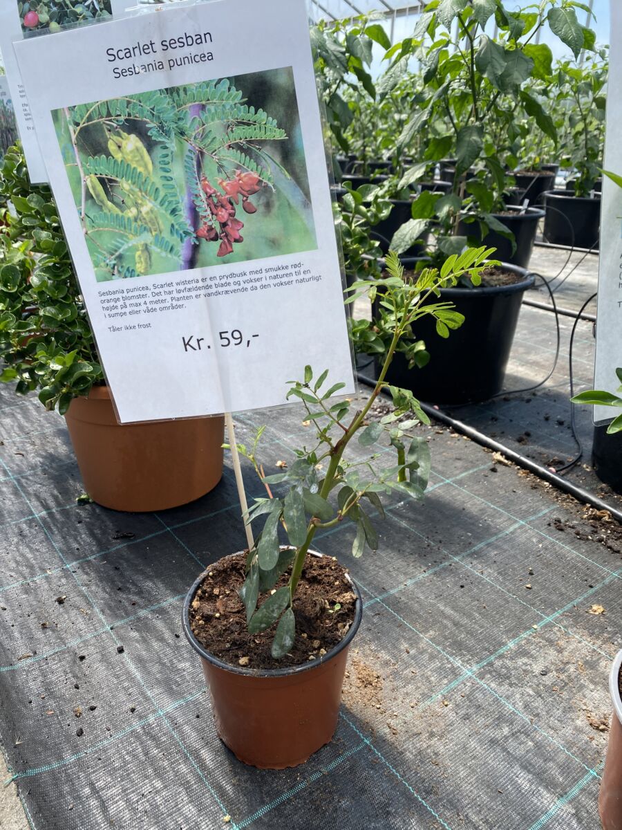 Scarlet Sesban - Sesbania punicea - Plante