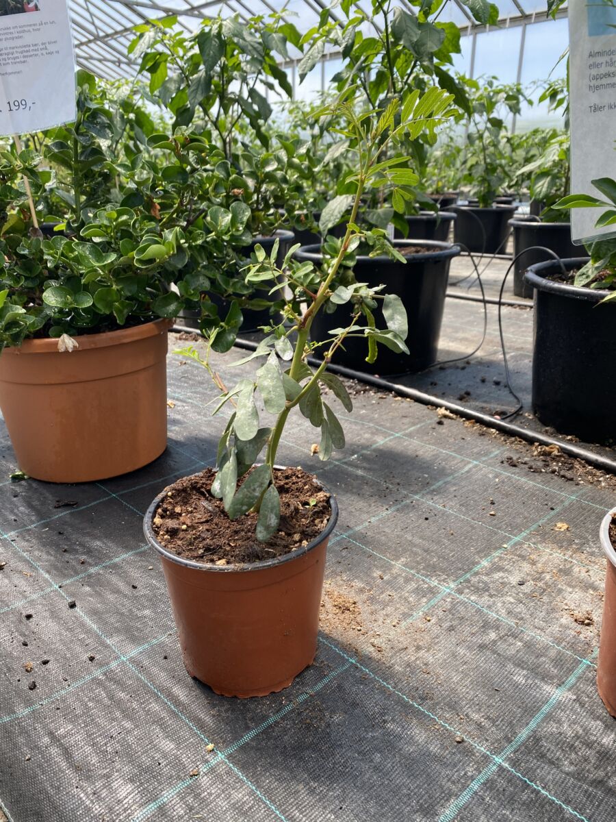 Scarlet Sesban - Sesbania punicea - Plante