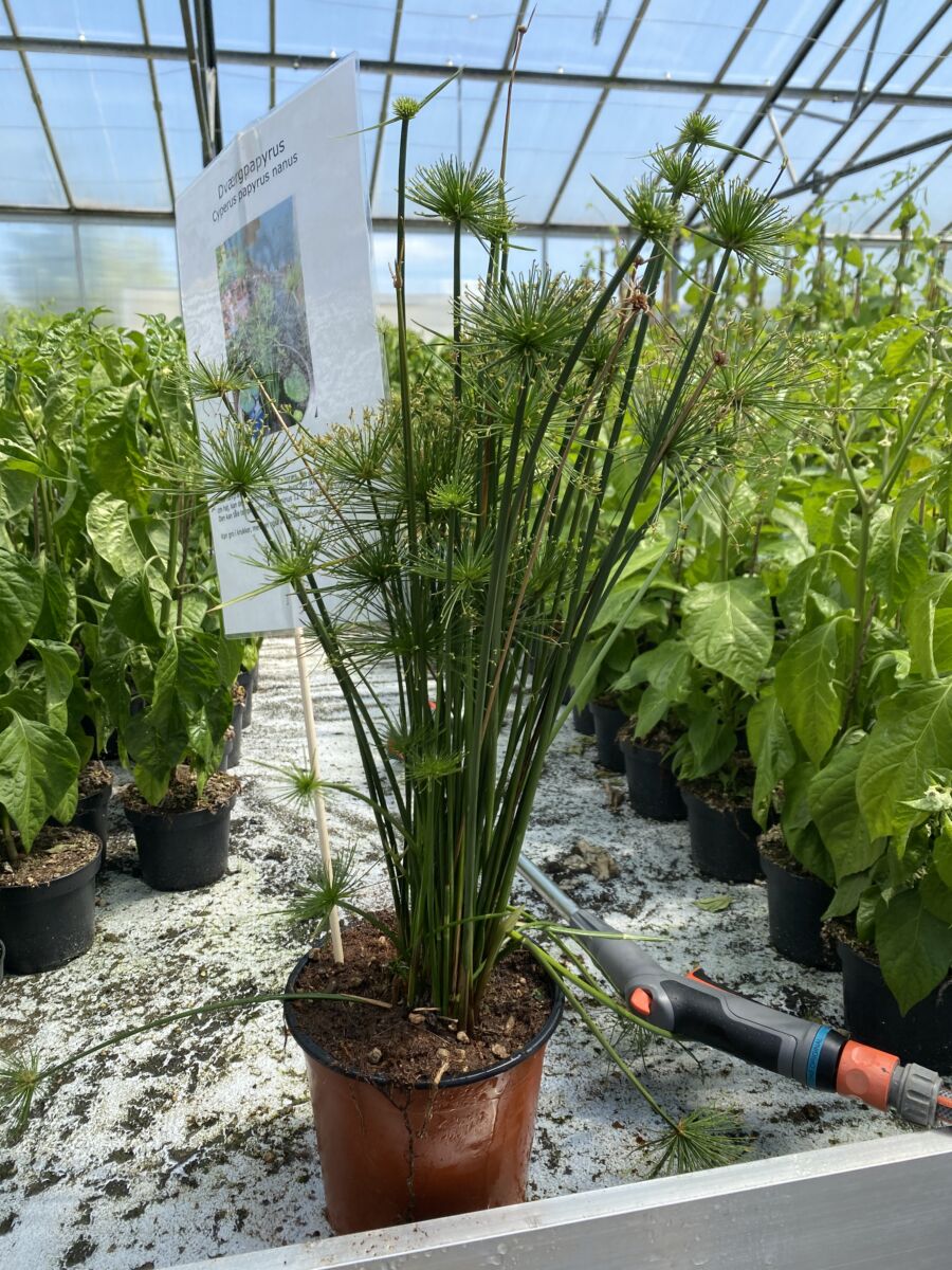 Dværgpapyrus - Cyperus papyrus nanus - Plante