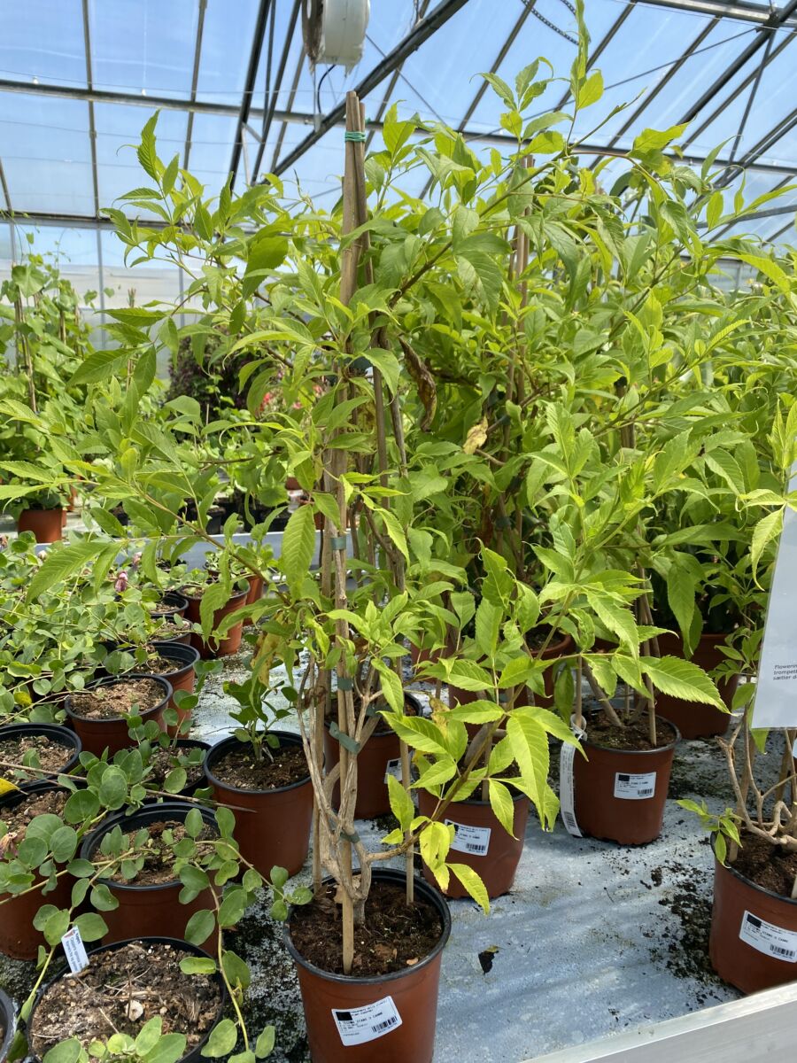 Gul Trompetbusk - Tecoma stans - Plante