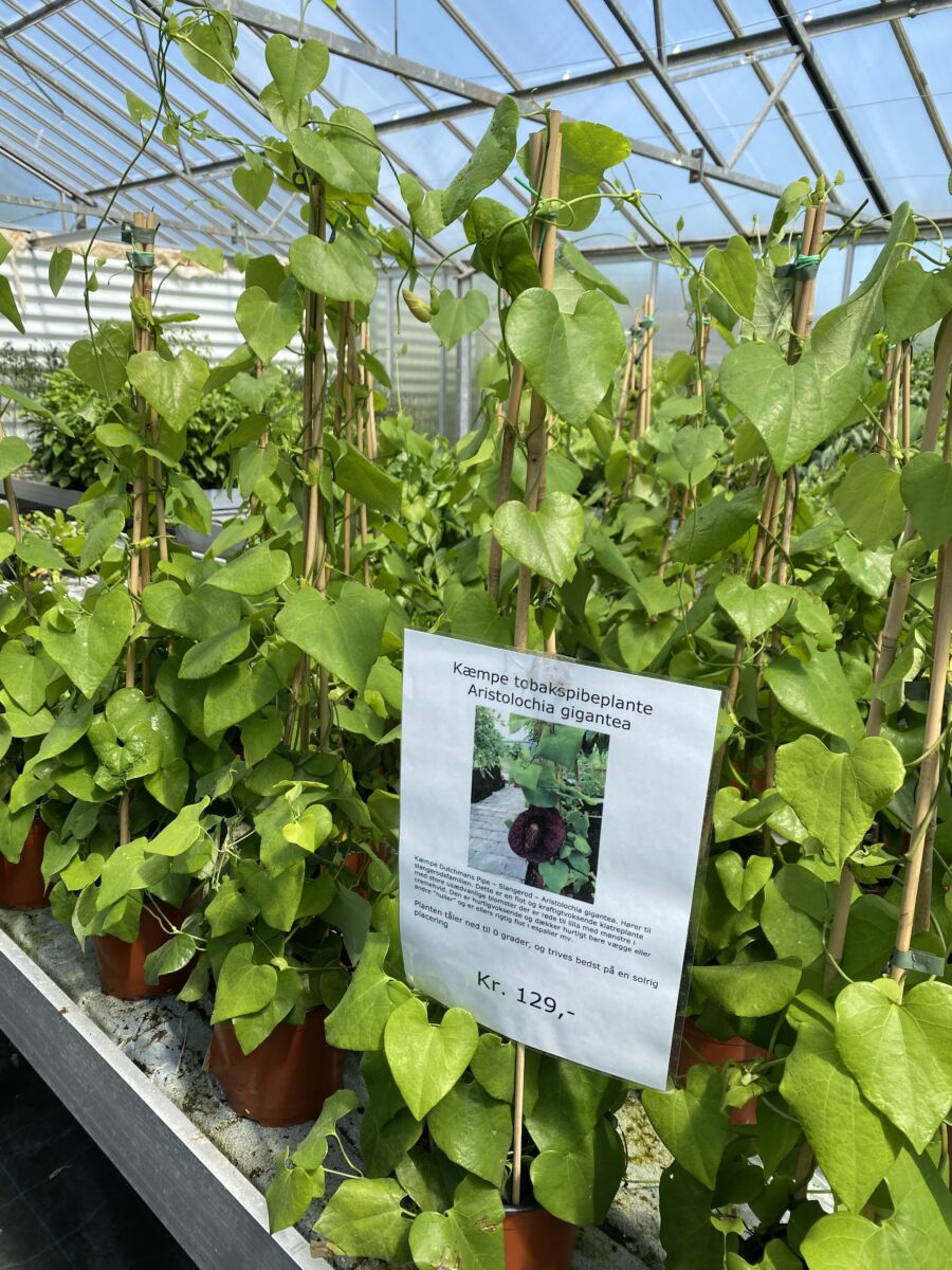 Kæmpe tobakspibe plante - Aristolochia gigantea