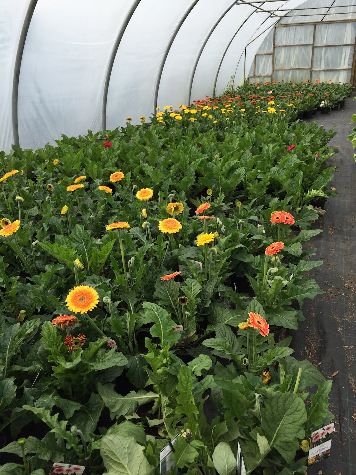 Terrasse Gerbera - 2 stk