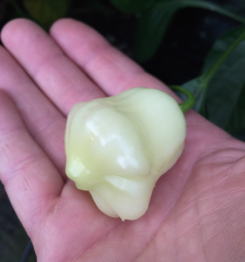 Aji White Fantasy - 500 gram