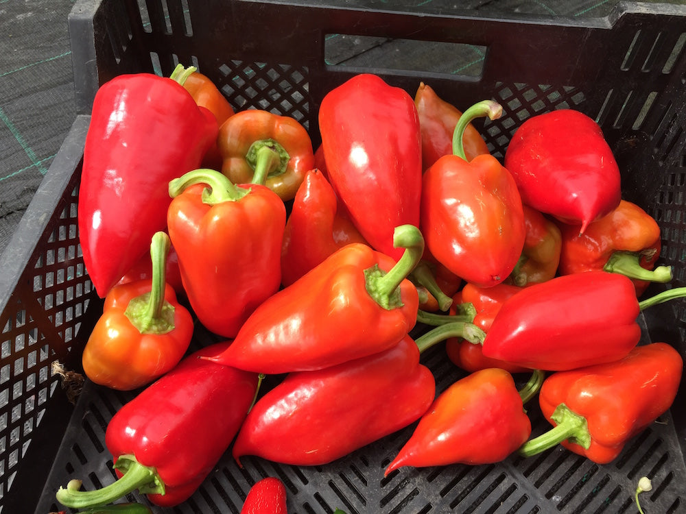 Ferenc Tender - Ungarsk paprika - 500 gram
