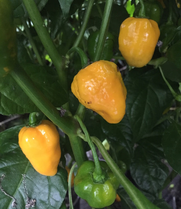 Grenada Seasoning - friske frugter