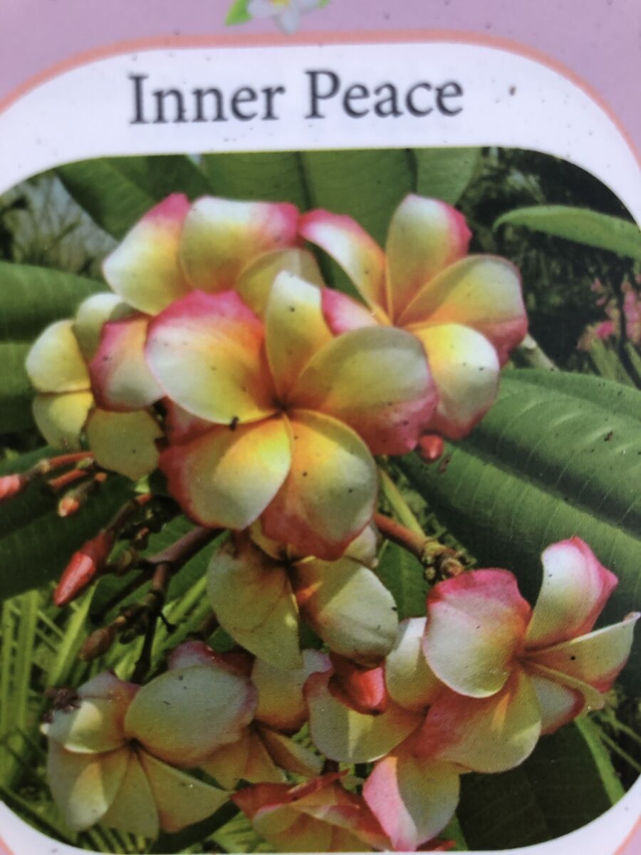 Plumeria - Inner Peace - PLANTE