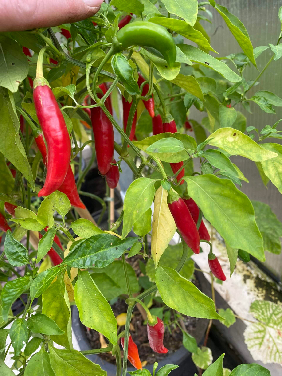 Red Torpedo  - C. baccatum