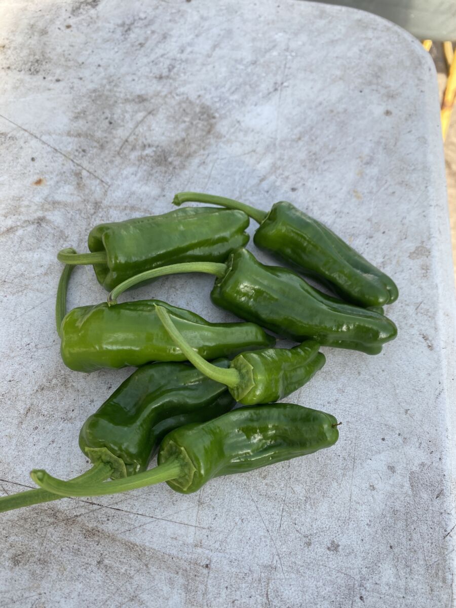 Pimientos de Padron - Friske frugter