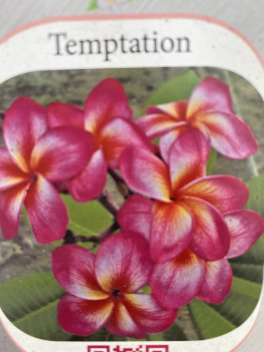 Plumeria - Temptation - PLANTE!
