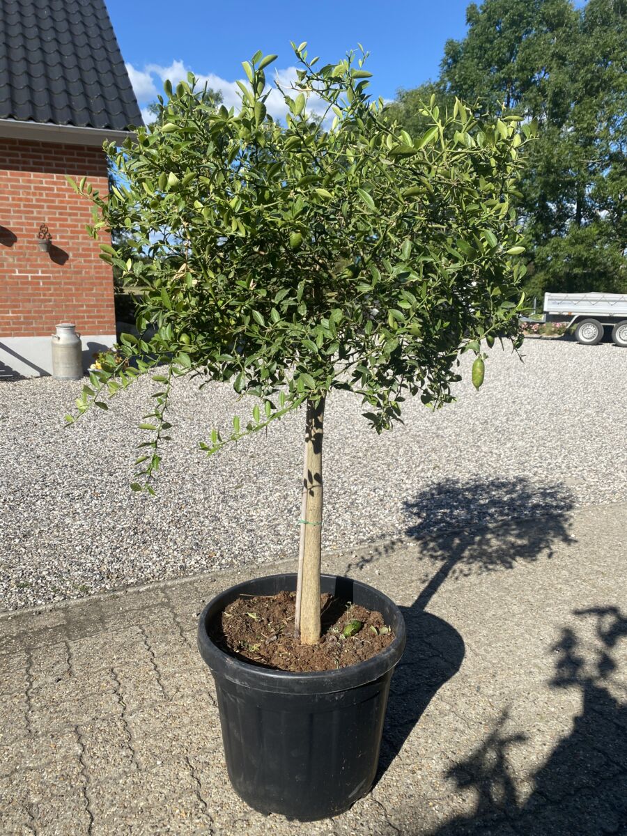 Fingerlime - Citrus australasica microcitrus - Pink - Plante