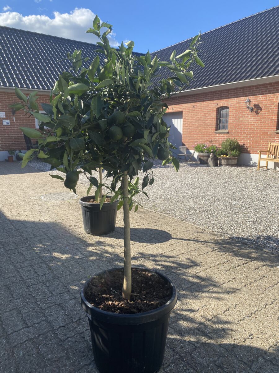 Yuzu Citron - Citrus x Junos - Plante
